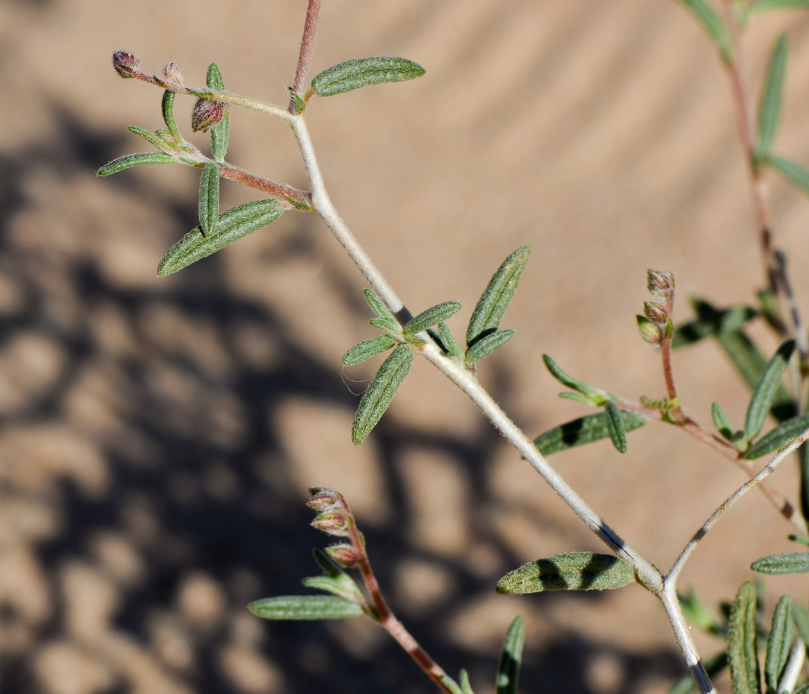 Image of Helianthemum lippii specimen.