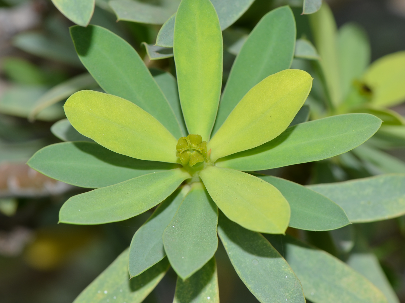 Изображение особи Euphorbia balsamifera.