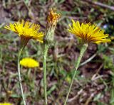 Scorzoneroides autumnalis. Соцветие (вид сбоку). Санкт-Петербург, газон. 24.07.2009.