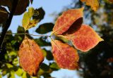 Fraxinus rhynchophylla