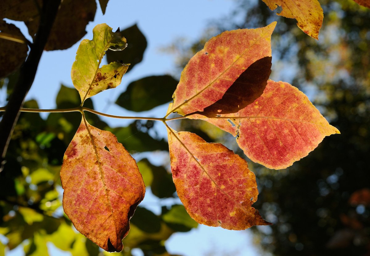 Изображение особи Fraxinus rhynchophylla.