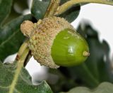 Quercus pyrenaica. Зреющий плод. Испания, Центральная Кордильера, национальный парк Сьерра-де-Гуадаррама, гора Абантос, горный склон. Октябрь.