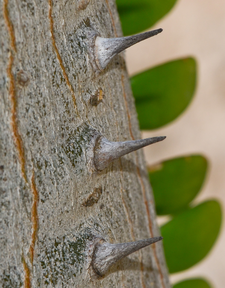 Image of Alluaudia ascendens specimen.