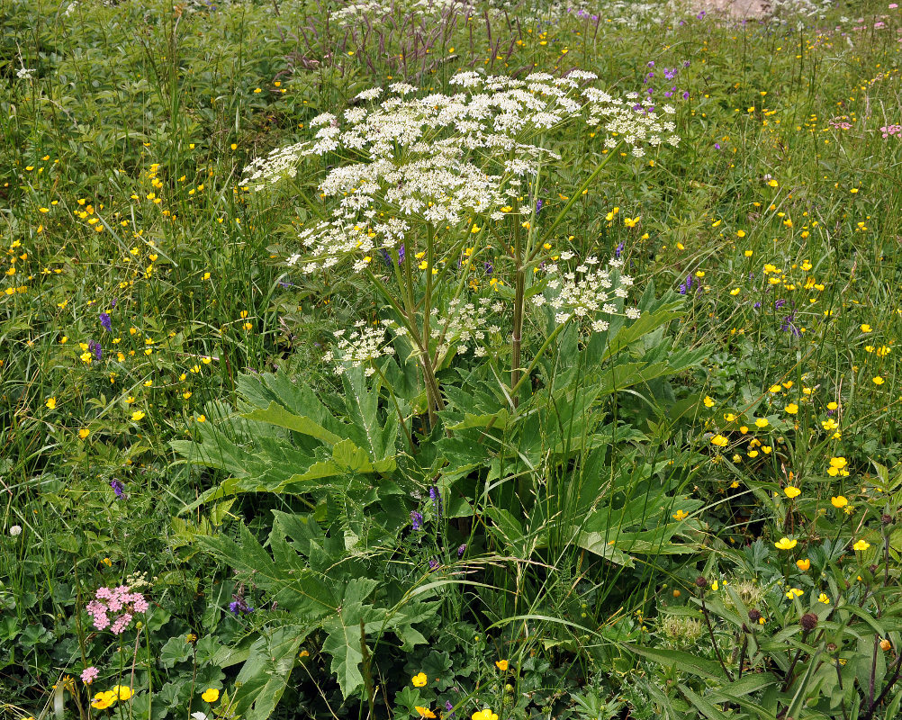 Изображение особи Heracleum asperum.