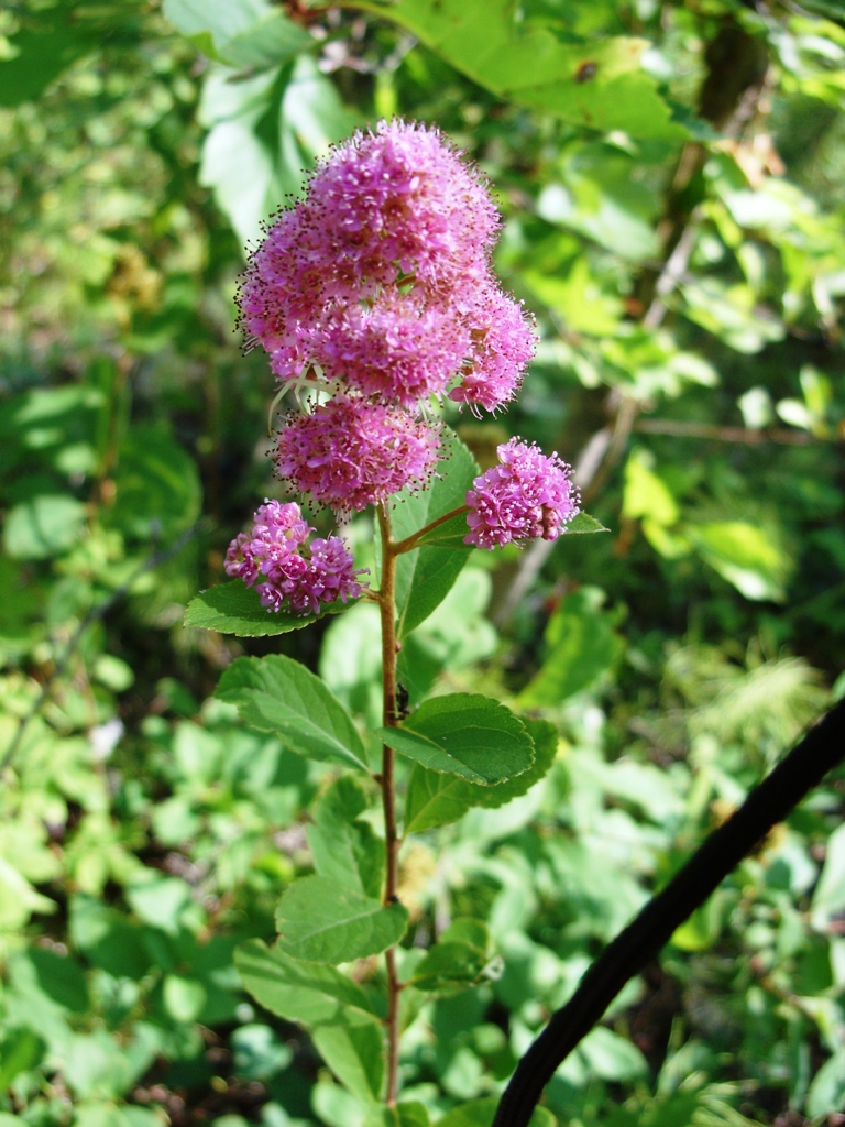Image of Spiraea salicifolia specimen.