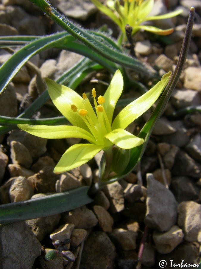 Image of Gagea transversalis specimen.