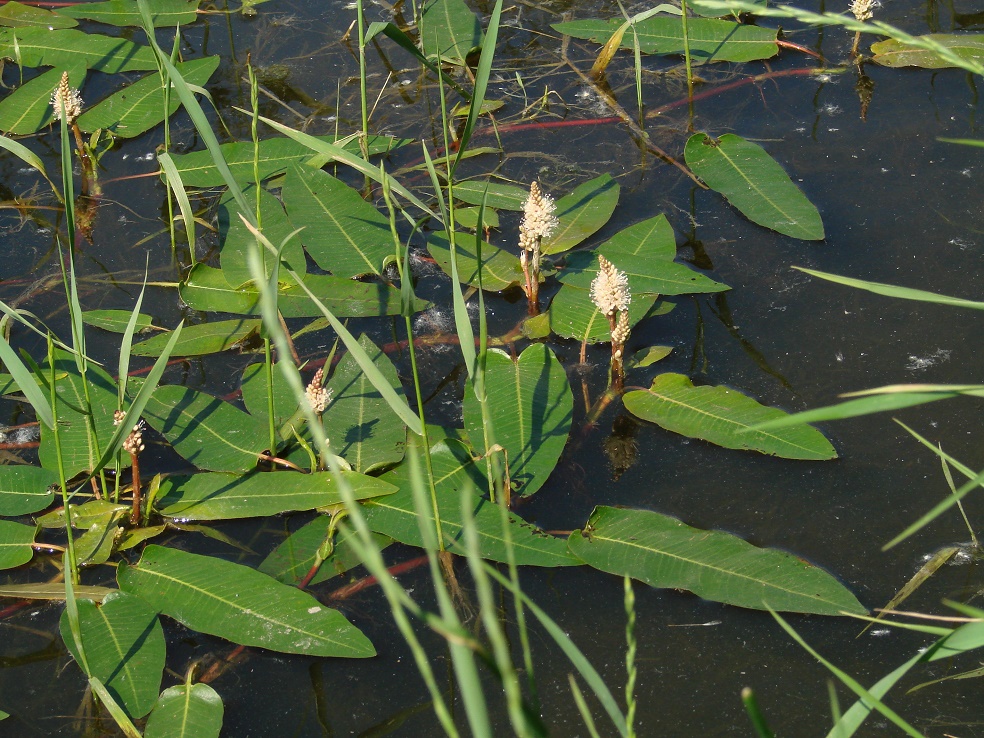 Изображение особи Persicaria amphibia.