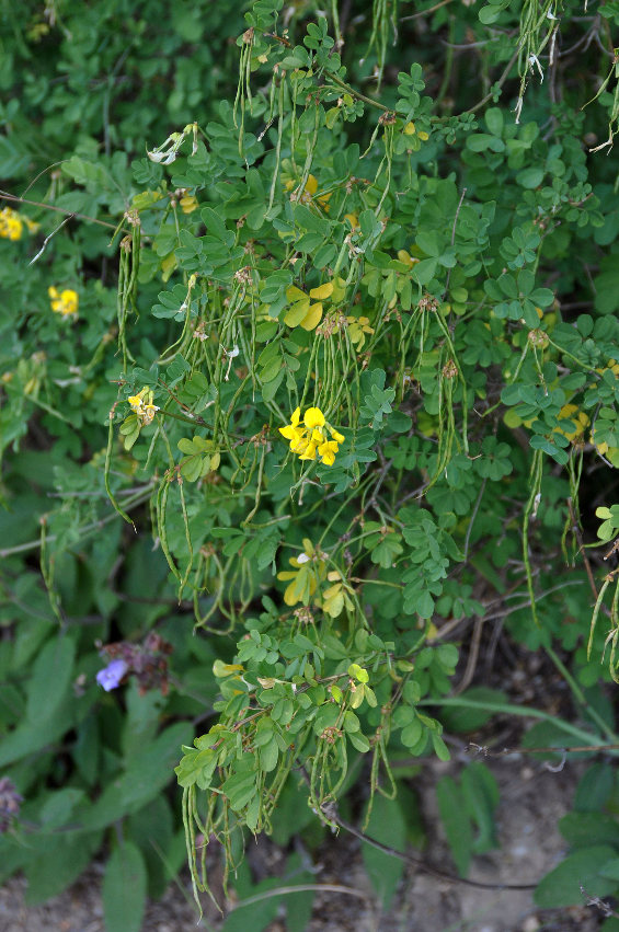 Изображение особи Hippocrepis emeroides.