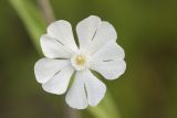 Image of taxon representative. Author is Антон Козырев