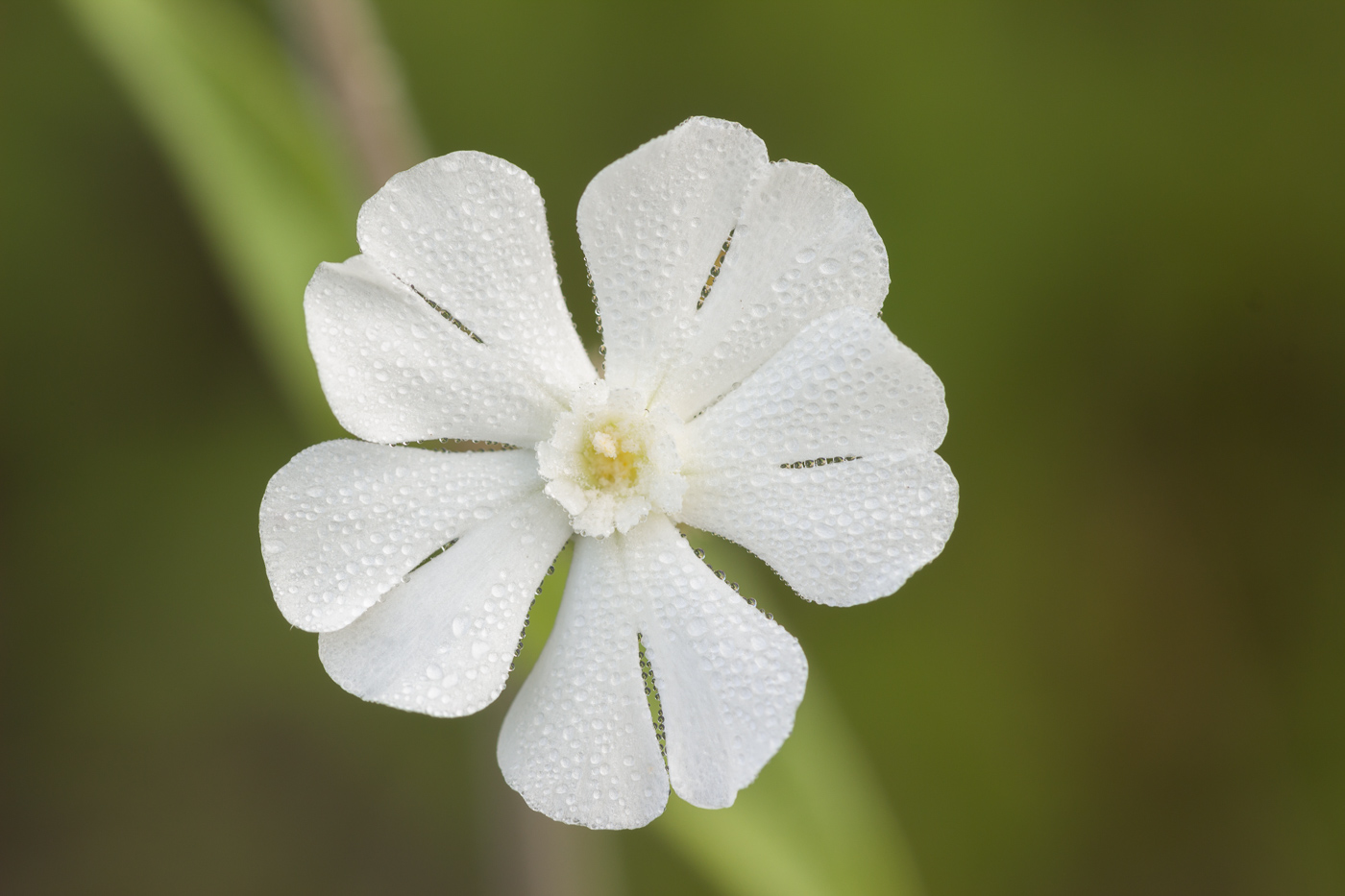 Image of Melandrium album specimen.