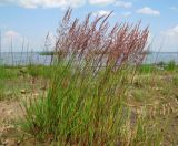 Calamagrostis meinshausenii. Цветущее растение. Ленинградская обл., Ломоносовский р-н, окр. пос. Большая Ижора, побережье Финского залива, край песчаного пляжа. 03.07.2016.