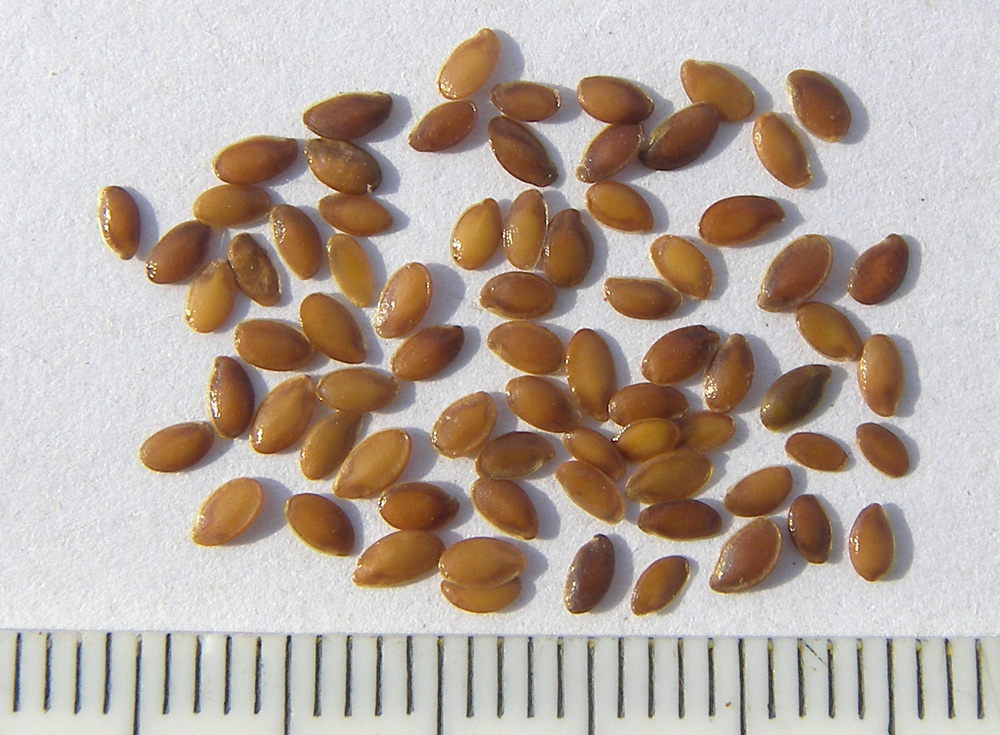 Image of Linum hypericifolium specimen.