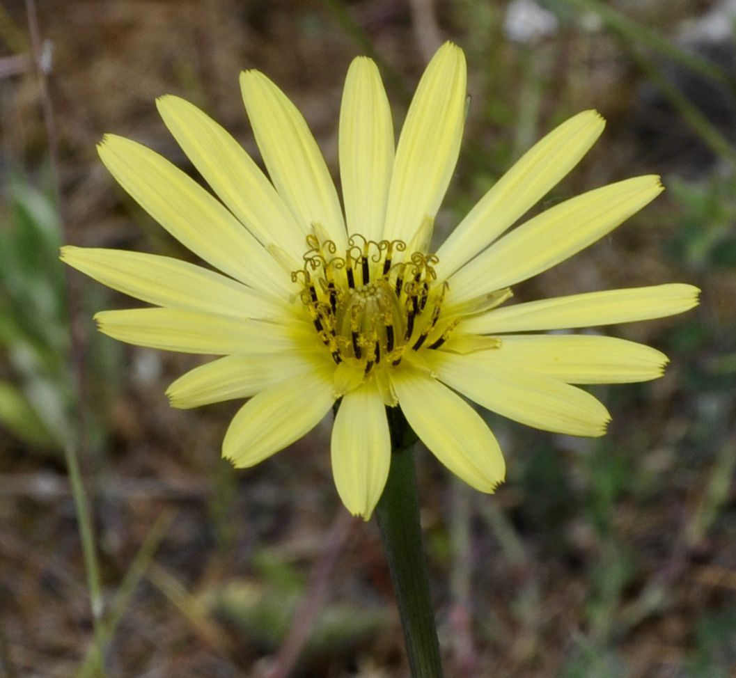 Image of genus Tragopogon specimen.