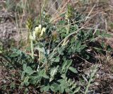 Hedysarum grandiflorum. Цветущее растение. Белгородская обл., Новооскольский р-н, \"Стенки Изгорья\", меловые обнажения. 04.05.2009.