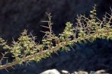 genus Vachellia