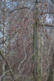 род Alnus