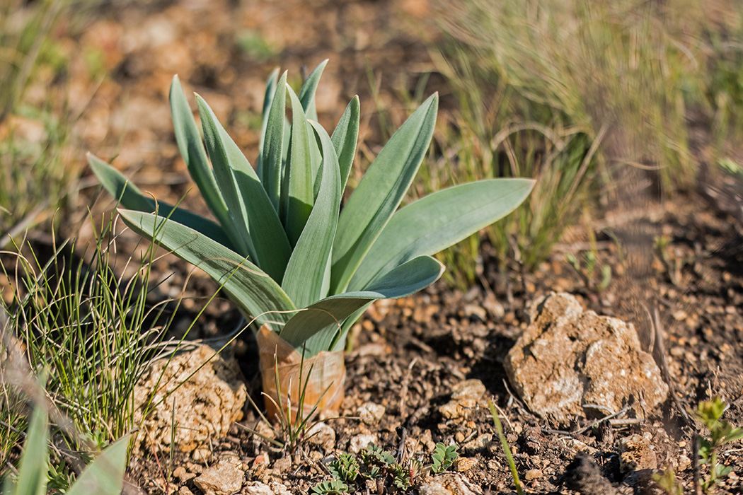 Image of Eremurus spectabilis specimen.