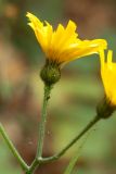 Hieracium sylvularum. Часть общего соцветия с кормящейся тлёй. Санкт-Петербург, Старый Петергоф, парк \"Сергиевка\", у каменной головы, на склоне под липами. 02.10.2016.