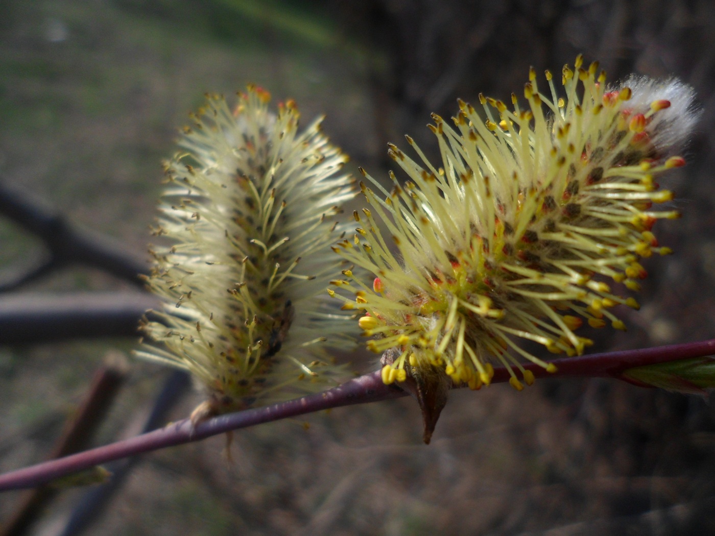 Image of Salix acutifolia specimen.