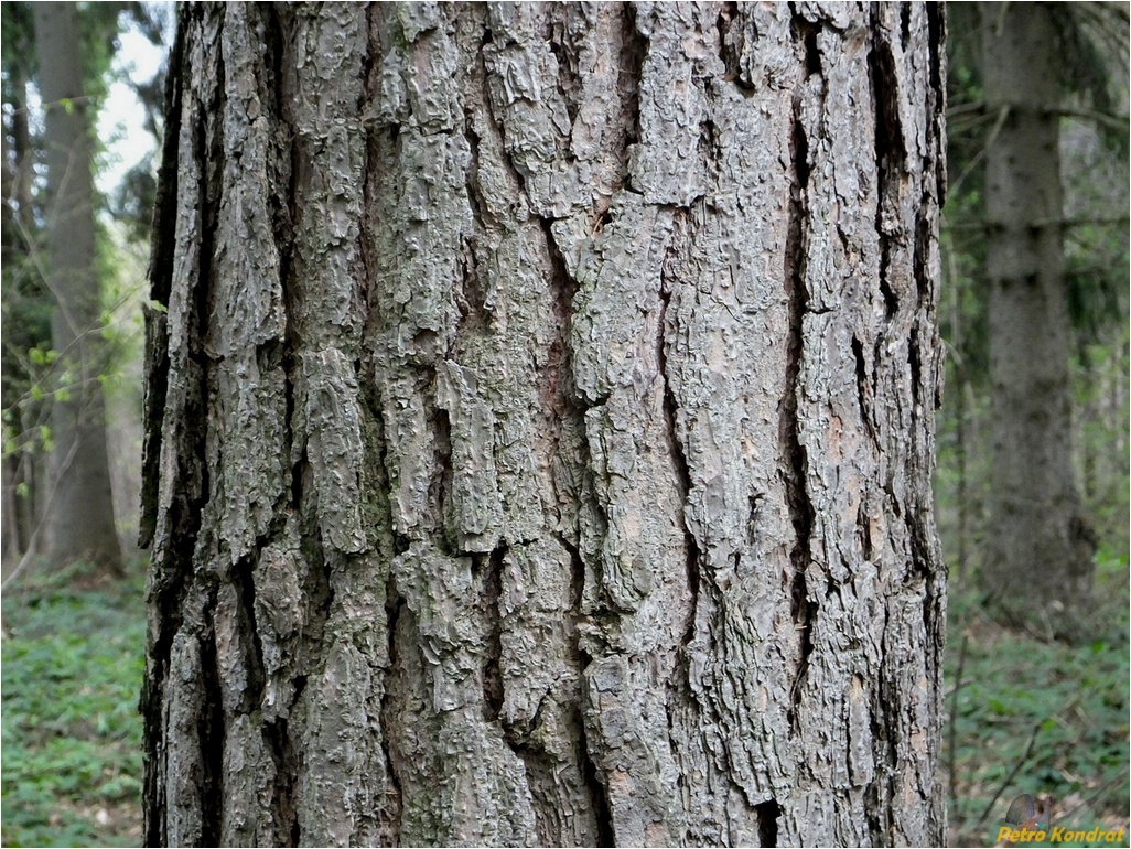 Изображение особи Pinus sylvestris.