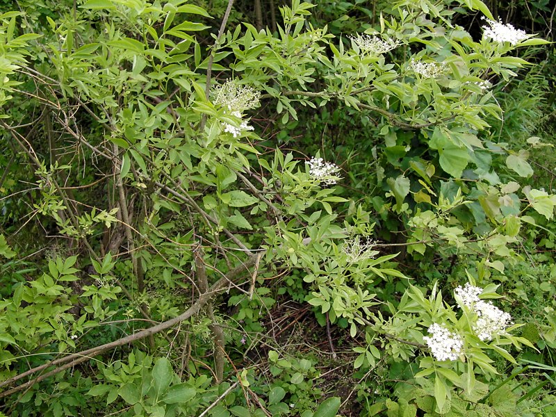 Изображение особи Sambucus nigra.