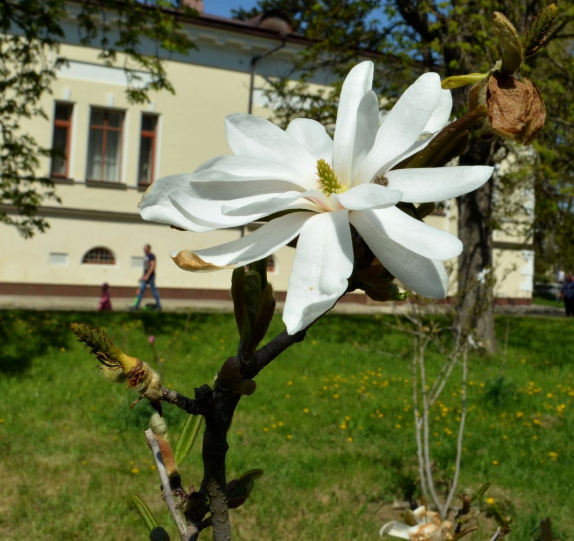 Image of Magnolia stellata specimen.