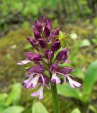 Orchis purpurea ssp. caucasica