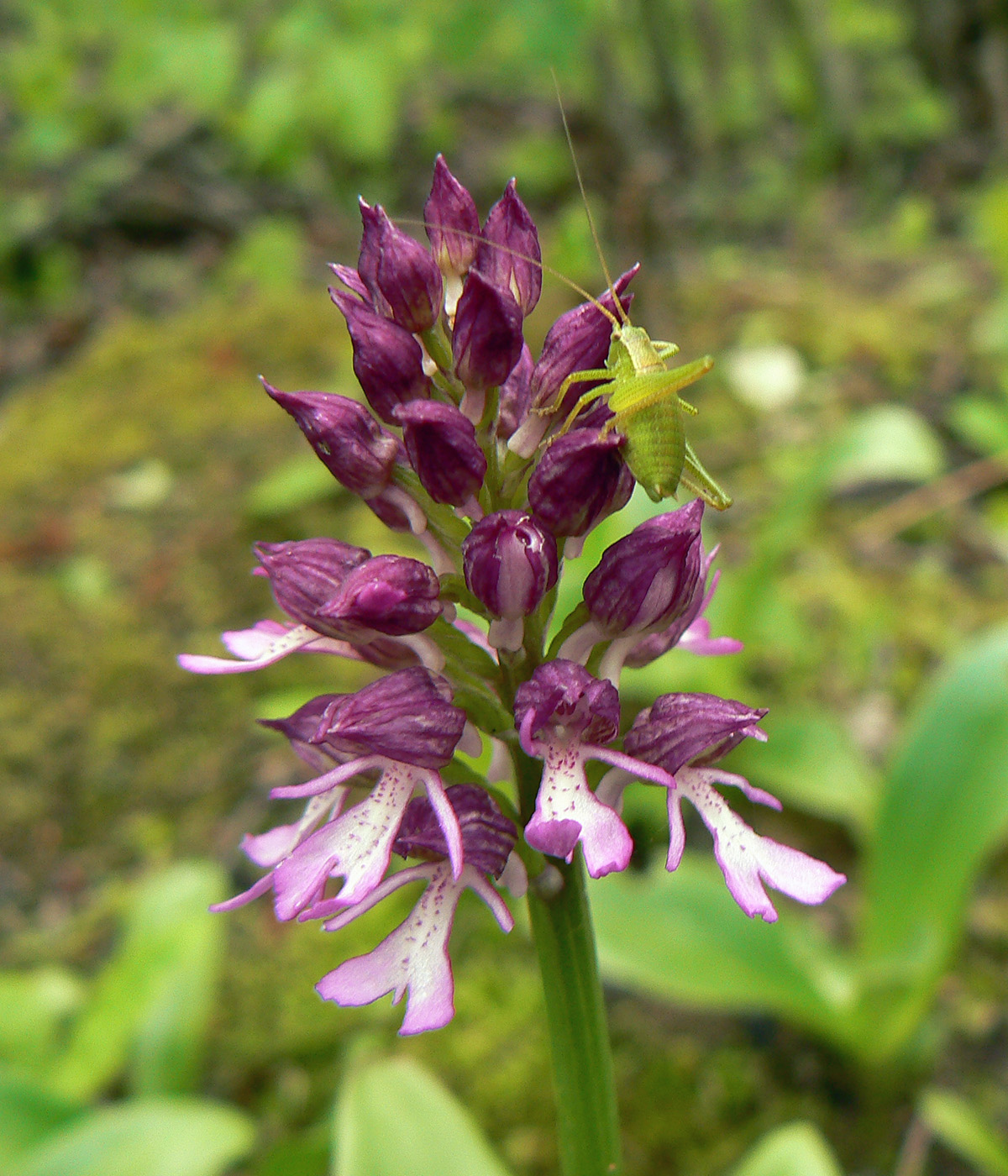 Image of Orchis purpurea ssp. caucasica specimen.