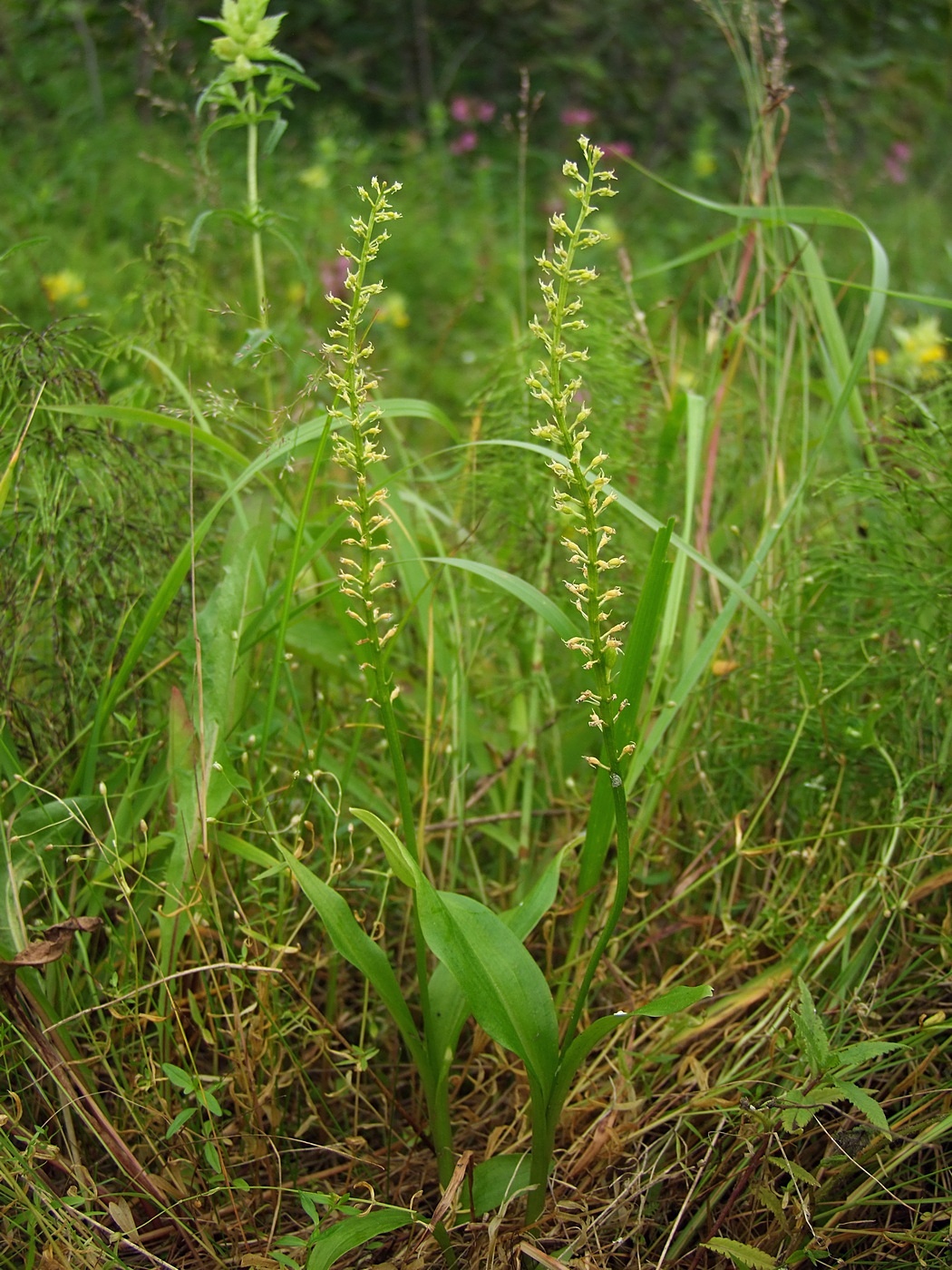 Image of Malaxis monophyllos specimen.