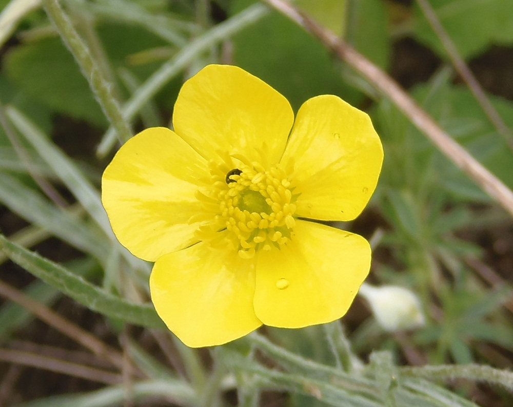 Изображение особи Ranunculus illyricus.