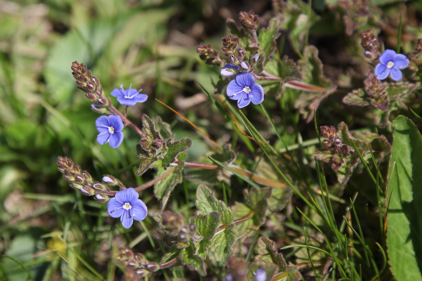 Image of Veronica chamaedrys specimen.