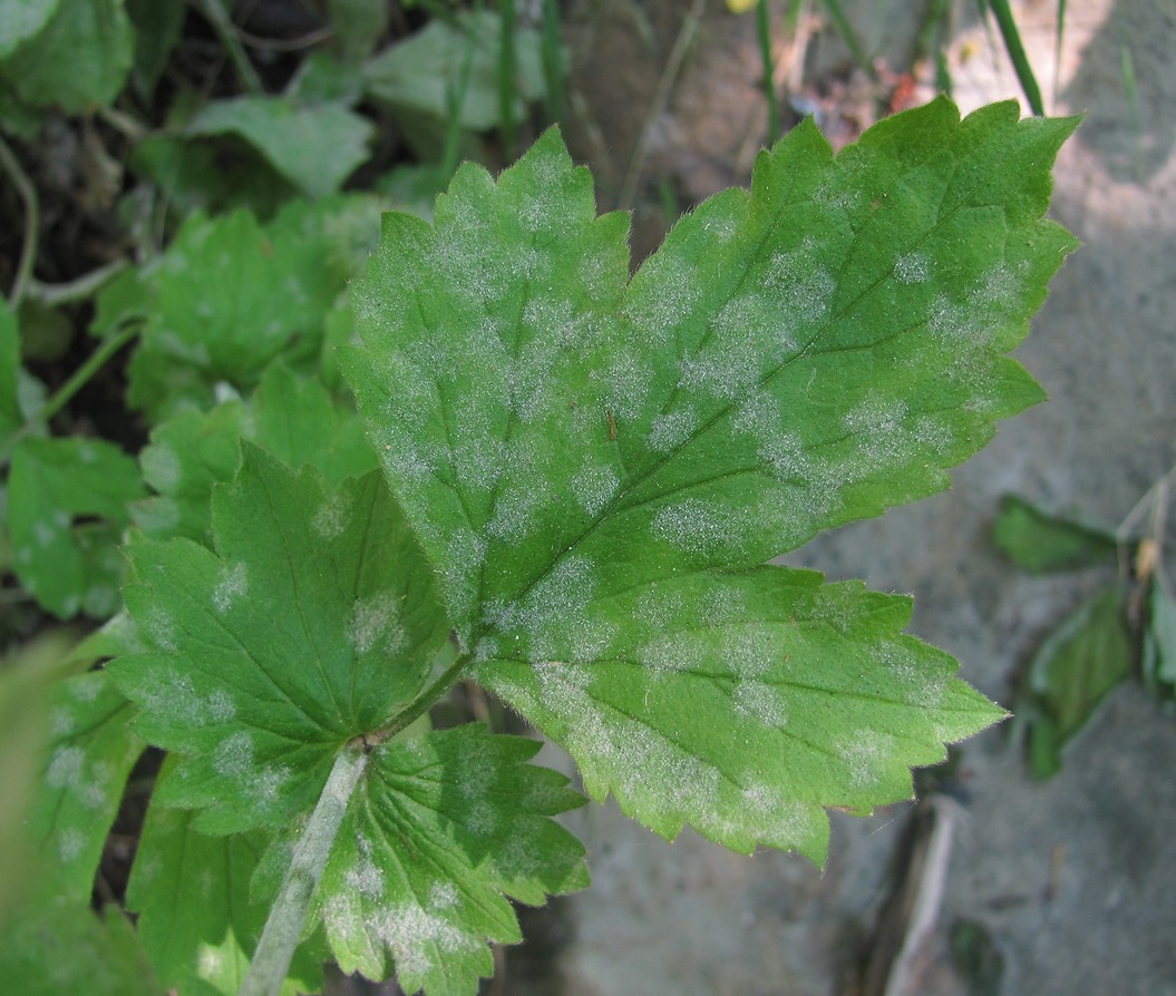 Изображение особи Geum urbanum.