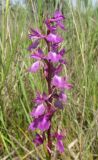 Anacamptis laxiflora ssp. elegans