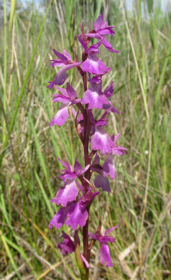 Изображение особи Anacamptis laxiflora ssp. elegans.