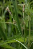 Carex hirta