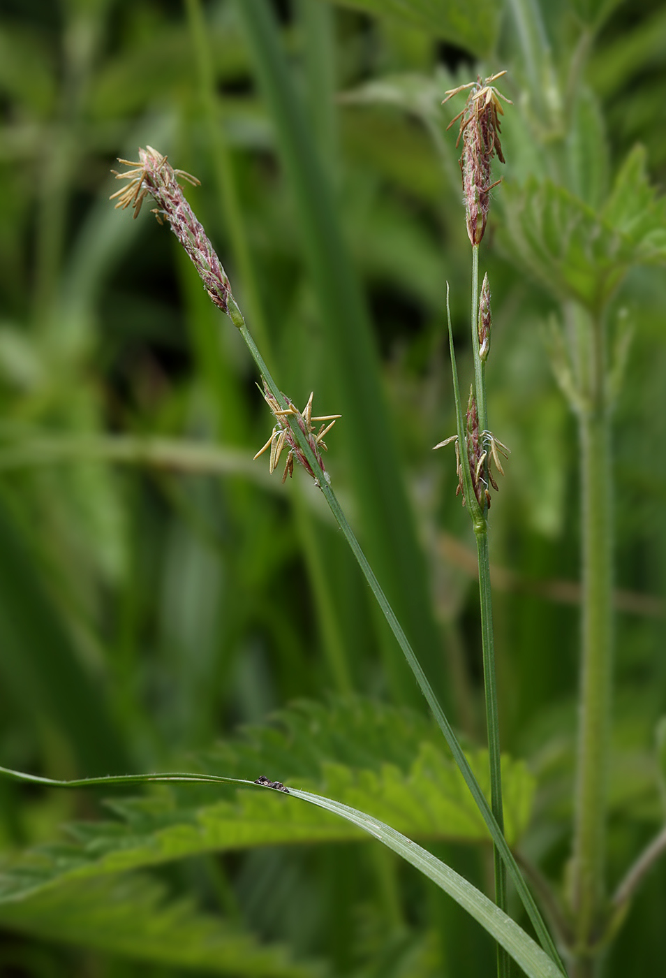 Изображение особи Carex hirta.