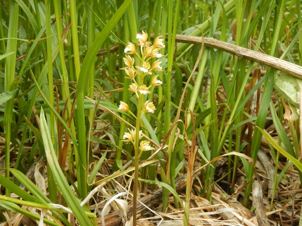 Изображение особи Oreorchis patens.