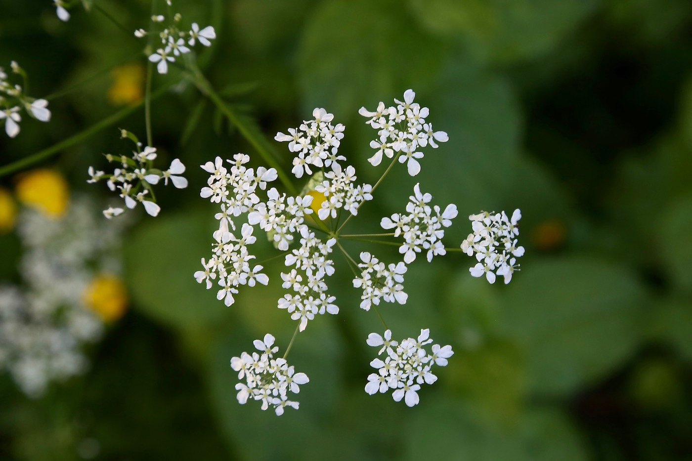 Изображение особи Anthriscus sylvestris.