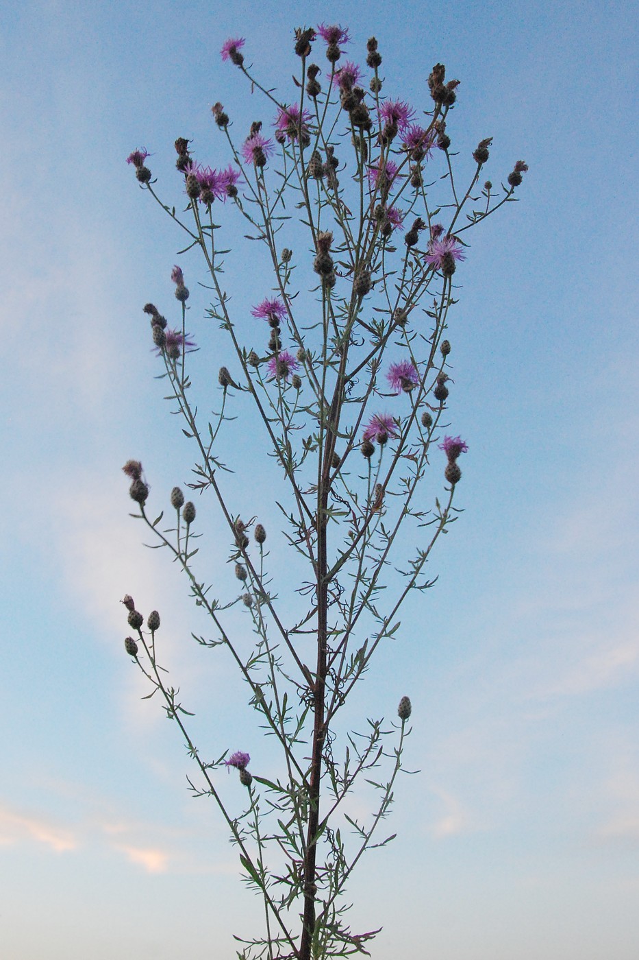 Image of Centaurea stoebe specimen.