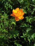 Trollius asiaticus