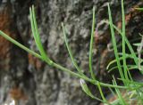 Silene linearifolia