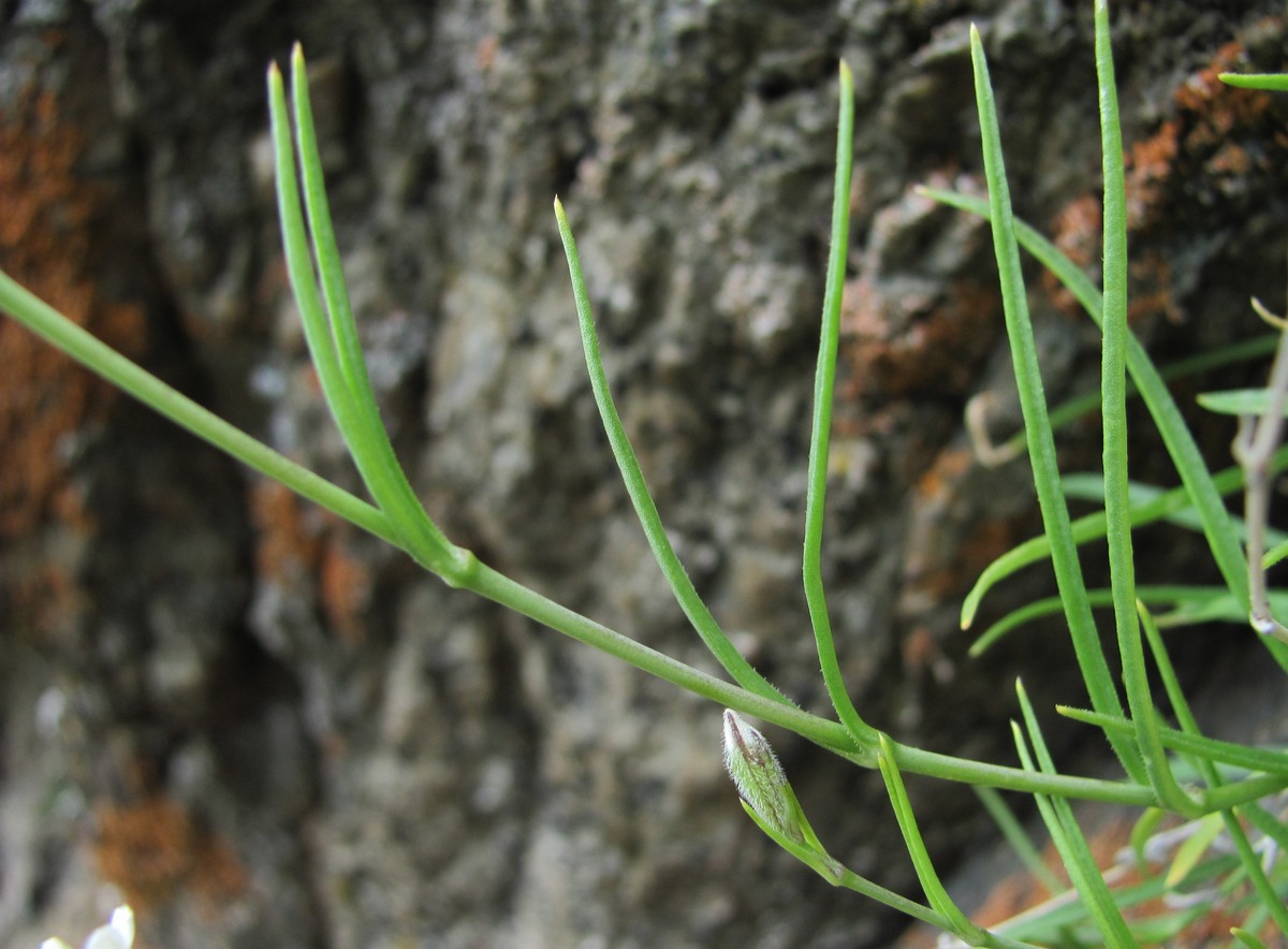 Image of Silene linearifolia specimen.