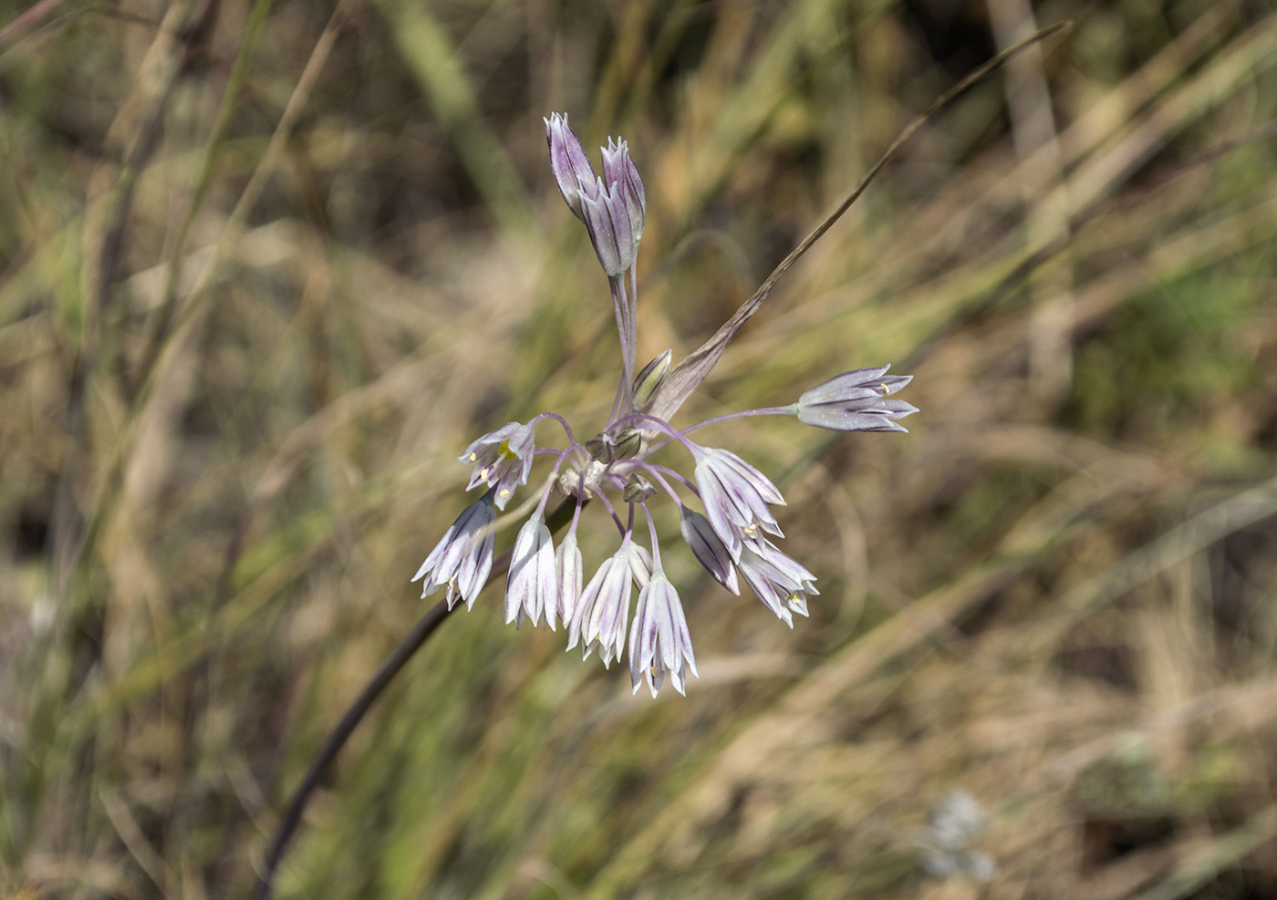 Image of Allium kunthianum specimen.