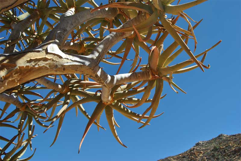 Image of Aloidendron dichotomum specimen.