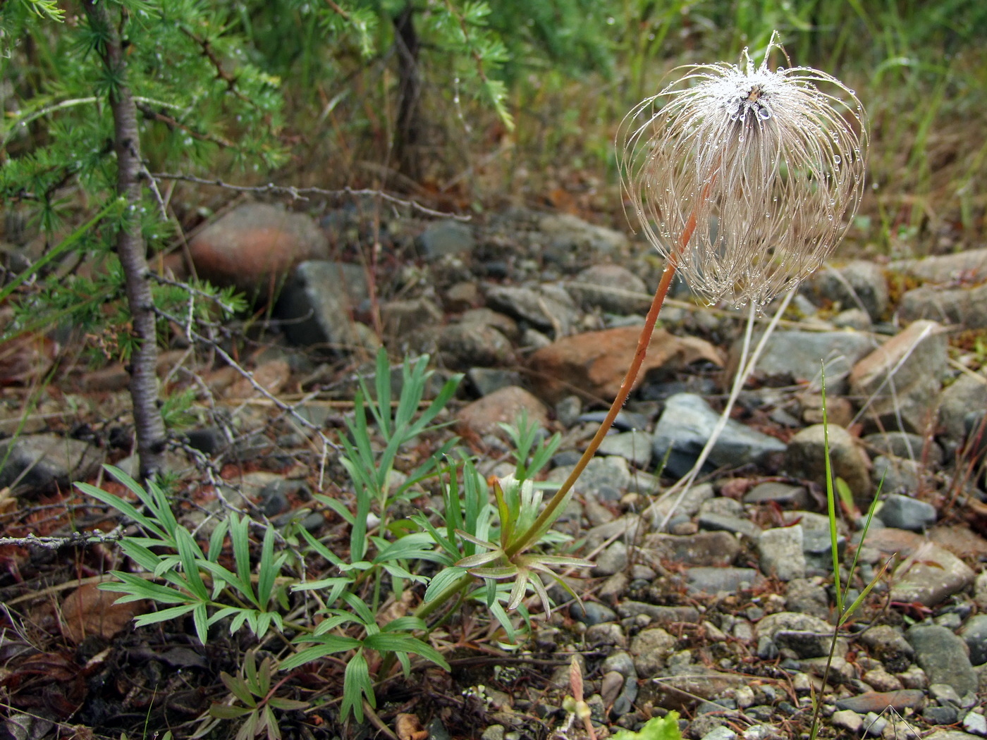 Image of Pulsatilla dahurica specimen.