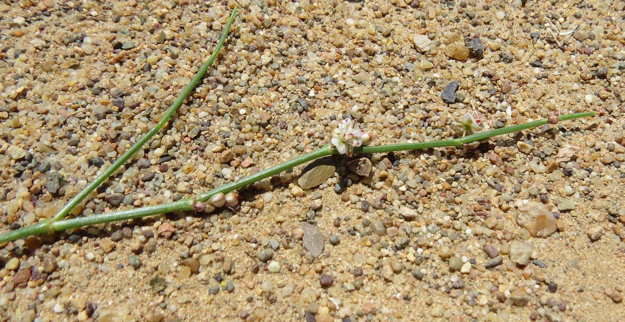 Image of genus Calligonum specimen.