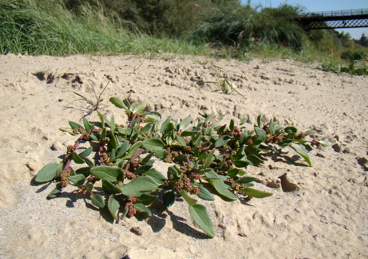 Image of Oxybasis rubra specimen.