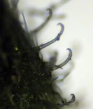 Myosotis micrantha. Волоски в нижней части чашечки (очень сильно увеличено). Украина, Черкасская обл., Каневский р-н, Региональный ландшафтный парк \"Трахтемиров\", песчаный холм. 24 апреля 2010 г.