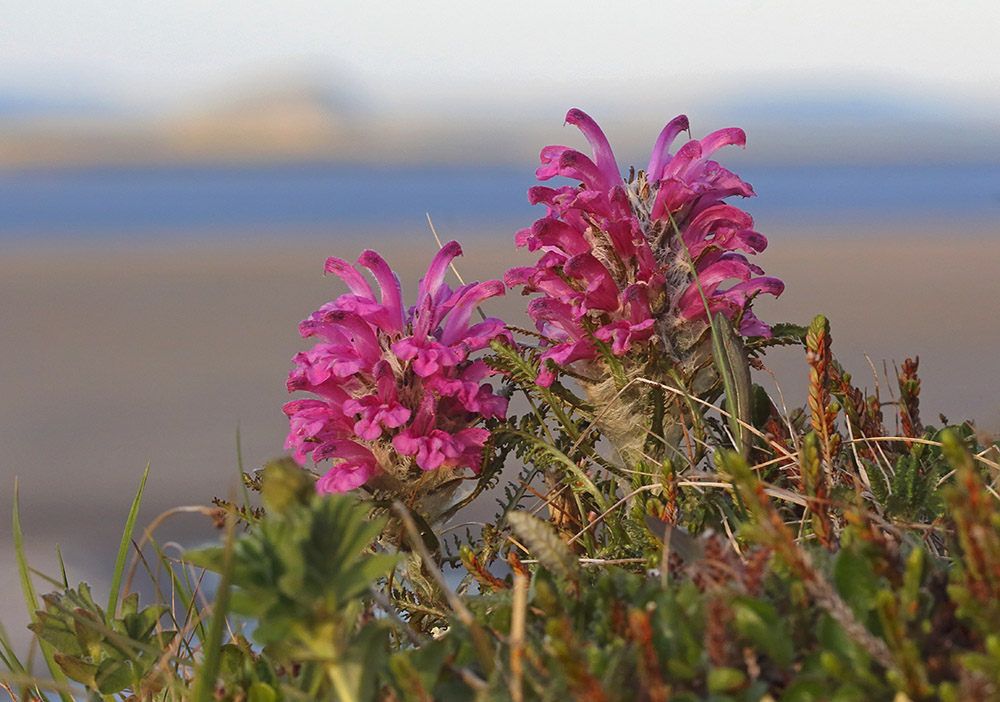 Image of Pedicularis alopecuroides specimen.