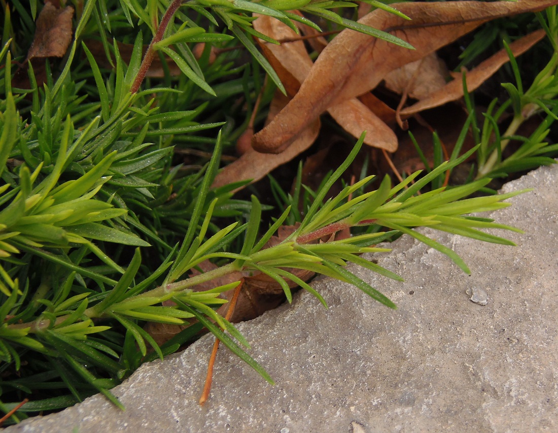 Изображение особи Phlox subulata.